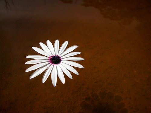 flickr-iyonzy