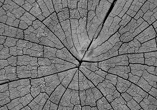 Wood Cross Grain