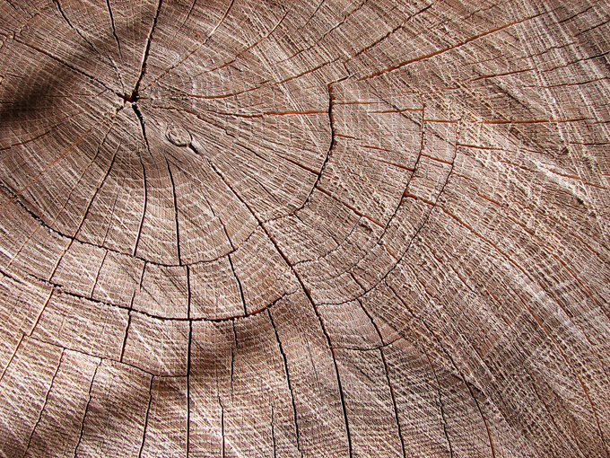 tree trunk rings
