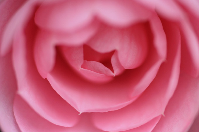 Close up of a pink flower